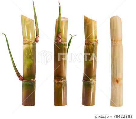 Sugarcane isolated on white background 78422383