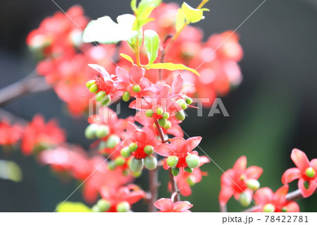 ミッキーマウスの木　花と実 78422781