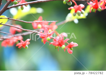 ミッキーマウスの木　花と実 78422782
