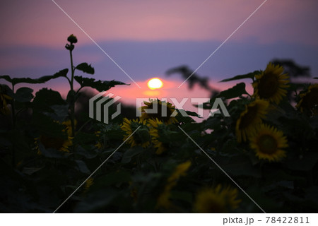 豊後高田市（香々地町）　長崎鼻ひまわりフェスタ 78422811