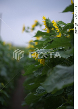 豊後高田市（香々地町）　長崎鼻ひまわりフェスタ 78422812