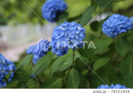 梅雨空の早朝きれいに咲く紫陽花 梅雨空の早朝きれいに咲く紫陽花 78422848