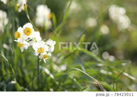 ニホンズイセン（日本水仙）の花が咲いています。 78423011