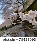 川辺の桜 78423093