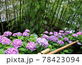紫陽花と竹 78423094