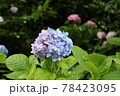 紫陽花 78423095