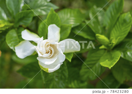 初夏のクチナシの花 78423280