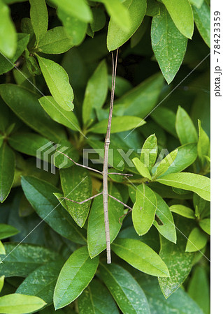 ナナフシ　七節　竹節虫 78423359