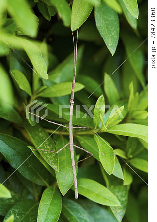 ナナフシ 七節 竹節虫 ナナフシ 七節 竹節虫 78423360