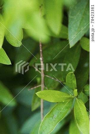 ナナフシ 七節 竹節虫 ナナフシ 七節 竹節虫 78423361