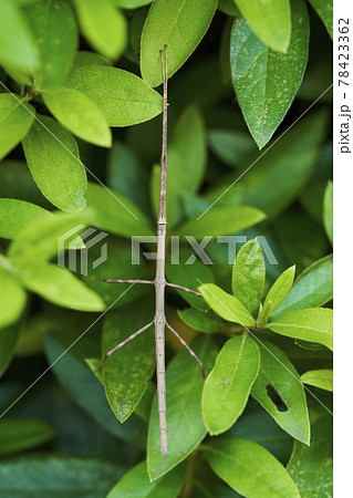 ナナフシ　七節　竹節虫 78423362