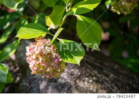 枯れた紫陽花の写真素材