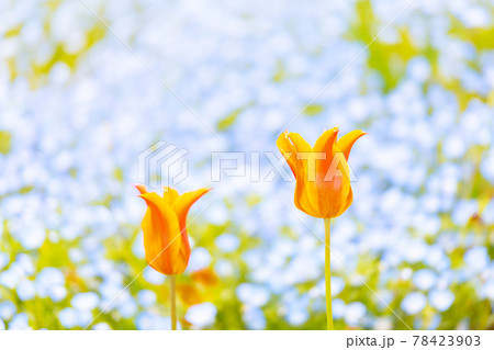 春の火の山公園に咲く綺麗な花畑の写真素材