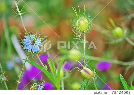 風船みたいなニゲラの実の写真素材