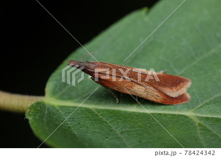 カバオオフサキバガ カバオオフサキバガ 78424342