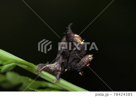 クロモンキリバエダシャクの幼虫 クロモンキリバエダシャクの幼虫 78424385
