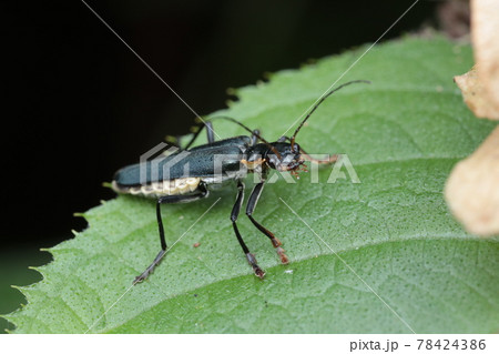 アオジョウカイ 78424386