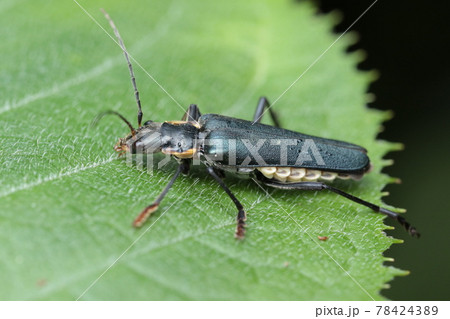 アオジョウカイ 78424389