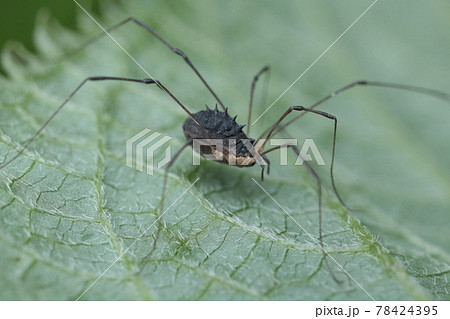 ゴホントゲザトウムシ ゴホントゲザトウムシ 78424395