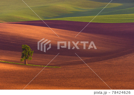 Rural abstract landscape with chestnut alley in South Moravia, Czech Republic 78424626