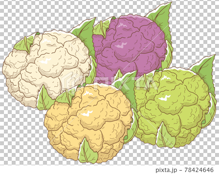 カリフラワーのイラスト素材 カリフラワーのイラスト素材