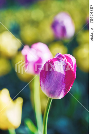 Bright flowers of tulips on a tulip field on a sunny morning Bright flowers of tulips on a tulip field on a sunny morning 78424887