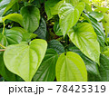 Tropical yellow betel leaves. 78425319
