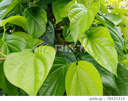 Tropical yellow betel leaves. 78425319