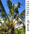 coconut leaves. 78425321