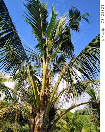 coconut leaves. 78425321