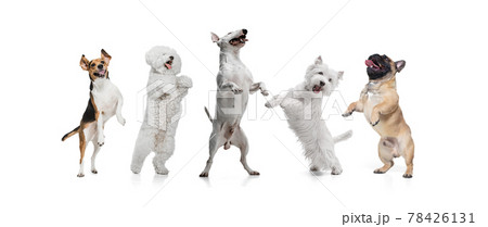 Art collage made of funny dogs different breeds posing isolated over white studio background. Art collage made of funny dogs different breeds posing isolated over white studio background. 78426131