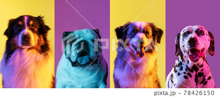Art collage made of funny dogs different breeds on multicolored studio background in neon light. Concept of motion, action, pets love, animal life. Look happy, delighted. 78426150