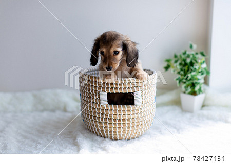 仔犬　カニンヘンダックスフンド 78427434