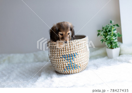 仔犬 カニンヘンダックスフンド 仔犬 カニンヘンダックスフンド 78427435