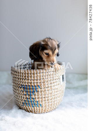 仔犬　カニンヘンダックスフンド 78427436