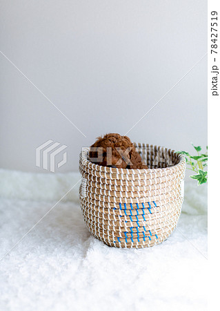 仔犬　トイプードル 78427519