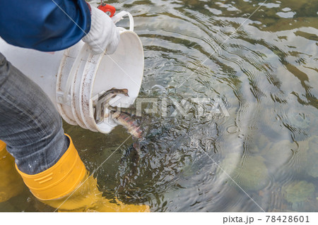 【中津川にヤマメを放流しています】 【中津川にヤマメを放流しています】 78428601