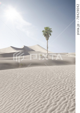 moonlight dunes 78429042