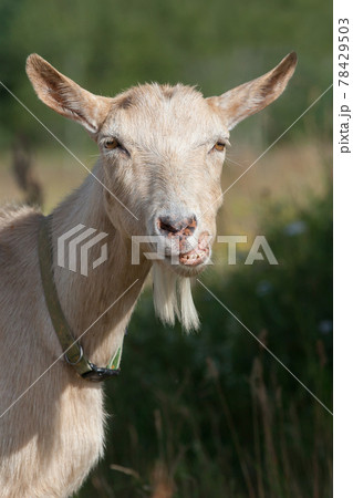 The goat's portrait and her funny smile 78429503