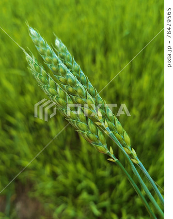 fresh green wheat field during summer day. 78429565