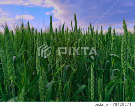 fresh green wheat field during summer day. 78429571