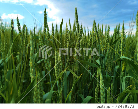 fresh green wheat field during summer day. fresh green wheat field during summer day. 78429572