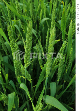 fresh green wheat field during summer day. 78429573