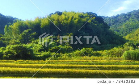 木の生い茂る山と田んぼの風景 78430382