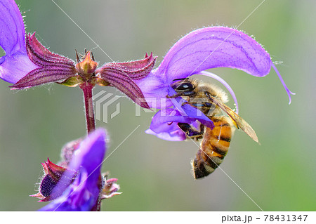Flower sage pratensis with bee that is sucking 78431347