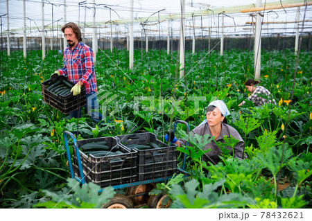 Couple of farmers collect ripe zucchini and store in crates 78432621