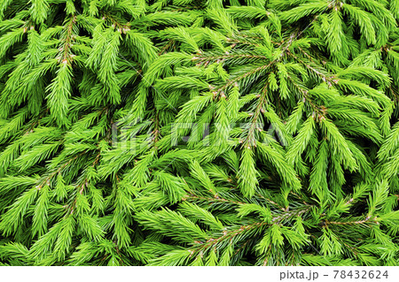 Green Spruce background or texture close up. Young spruce sprouts close up 78432624