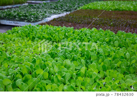 Rows of ripe green spinach plants in greenhouse Rows of ripe green spinach plants in greenhouse 78432630