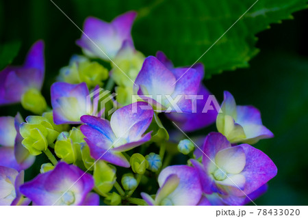 アジサイ(紫陽花)・5月下旬 アジサイ(紫陽花)・5月下旬 78433020