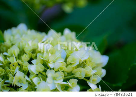 アジサイ(紫陽花)・5月下旬 アジサイ(紫陽花)・5月下旬 78433021